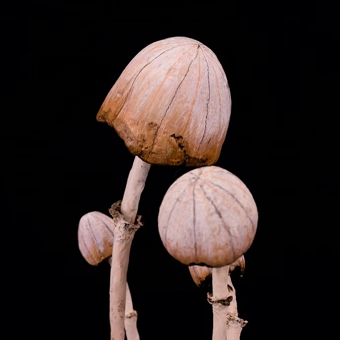 HONGOS - Imagen 2